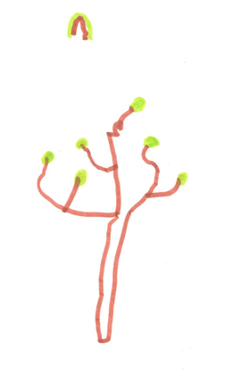 AP's Tree