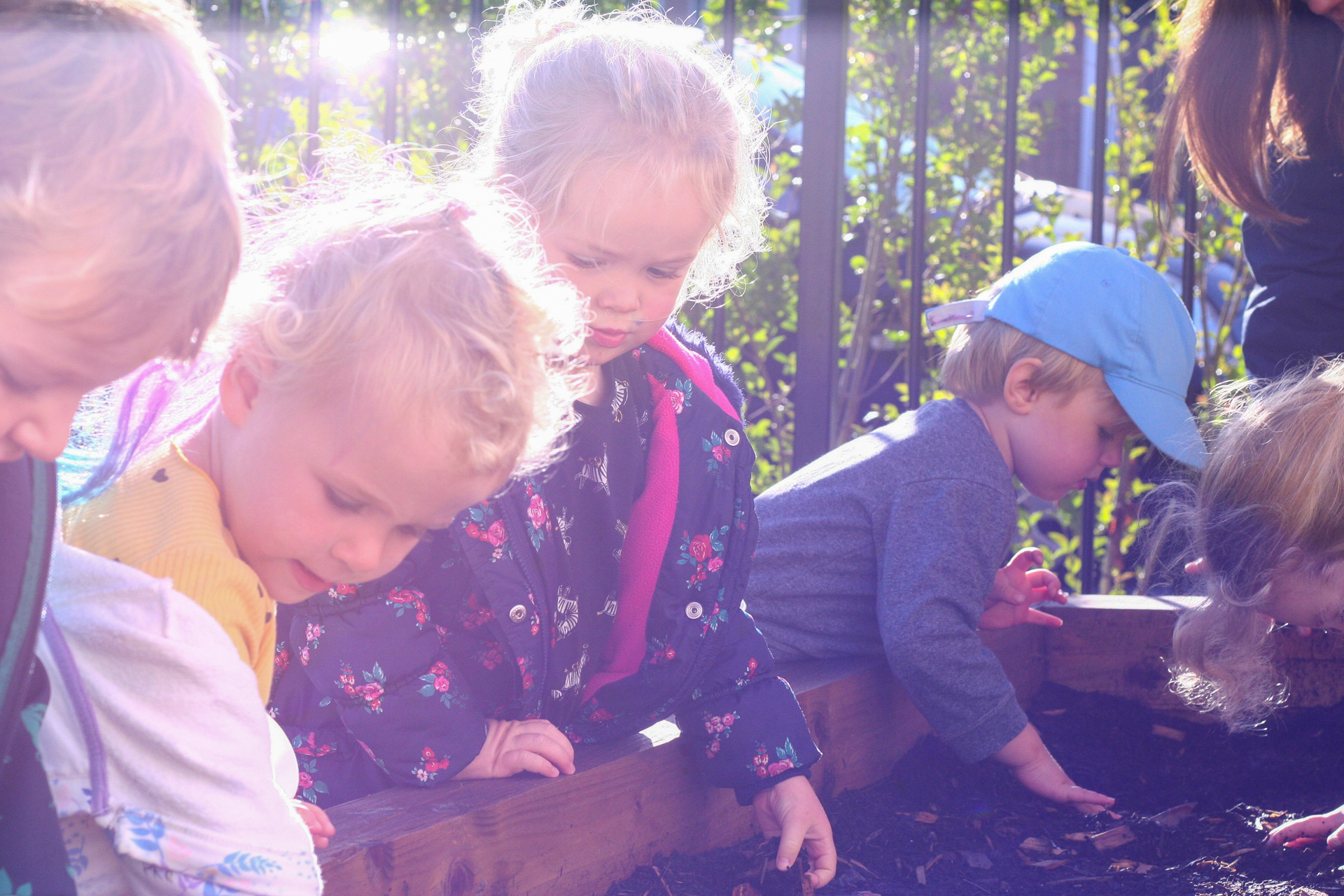 Pre-School children playing in vegetable patch
